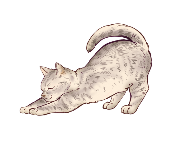 Kitty strech Kitty strech
